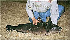 Big catfish