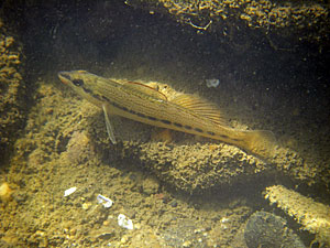 The Ashy Darter