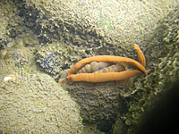 Freshwater mussels