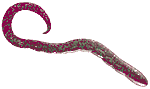Gulp Turtle Back Worm