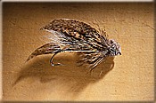 Fly Fishing For Bass