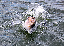 Finding bass