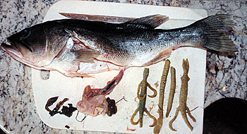 Here are the culprits. This fish seemed to have an affinity to eat soft plastic baits. They clogged her digestive system and prevented the fish from digesting food.