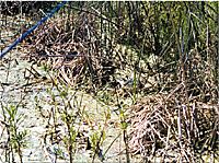 Bass Fishing in the Weeds
