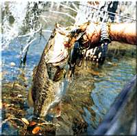 Fishing weeds