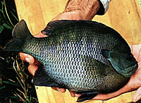 Bluegill (left) and pumkinseed (right) sunfish are two species who are colonial nesters. Southern areas can see five or more spawns a year where one is most common for the north. Bluegill (left) and pumkinseed (right) sunfish are two species who are colonial nesters. Southern areas can see five or more spawns a year where one is most common for the north.