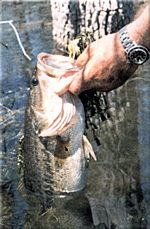 Buzzbait Bass