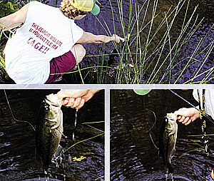 Top: Blake Wilson kneels to lip this 14-inch bass. Good technique. Don't let your fish bounce on the ground or on the deck of a boat...bad technique and harmful to your fish. Bottom, left: As he lips the fish, notice the water dripping from his hand. Good stuff: Bottom, right: Quickly out of the water, the hook is retrieved and the fish is gently released. No problem.