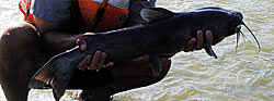 Catfish bring up the tail in terms of spawning. While bullheads are nest builders, channels, blues and flatheads are cavity spawners. Catfish bring up the tail in terms of spawning. While bullheads are nest builders, channels, blues and flatheads are cavity spawners.