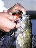 Smallmouth caught on a crankbait