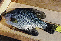 Smallmouth bass and the crappies, both black and white, spawn in the same time frame. These three species are nest builders. Smallmouth bass and the crappies, both black and white, spawn in the same time frame. These three species are nest builders.