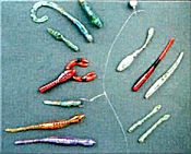 Dropshot baits can come in various shapes and colors