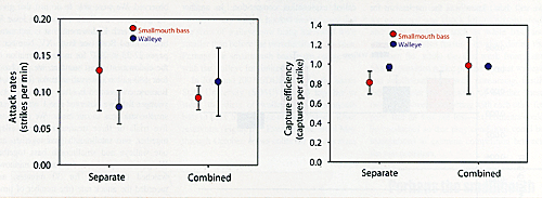 Caption 5: Figure 5 (left). Comparisons of attack rates between walleye and smallmouth bass when they were with one of their own species (left)or placed in the tanks together (right). Figure 6 (right). Comparisons of capture efficiency between walleye and smallmouth bass when they were with one of their own species (left) or placed in the tanks together (right).