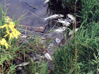 These fish died as a result of an oxygen depeletion which was caused by too much organic matter accumulating faster than water can process These fish died as a result of an oxygen depeletion which was caused by too much organic matter accumulating faster than water can process