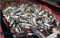 This truckload of fish from an Iowapond is the result of water deteriorating because of too many fish. Harvest some of your fish. This truckload of fish from an Iowapond is the result of water deteriorating because of too many fish. Harvest some of your fish.