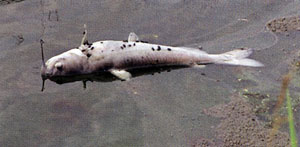 This dead catfish is the result of a few minutes of bad water This dead catfish is the result of a few minutes of bad water