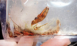 It's fun to figure out what a fish ate. This partially digested crawfish is living, er dead, proof of what some fish eat.
