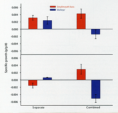 Figure 3. Results from the growth experiments for adult (top) and age-1 (bottom) walleye and smallmouth bass.