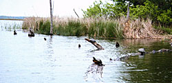 Fishy lake