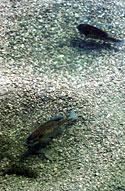 Bluegill spawn in shallow water