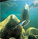 Crankbait bassfishing