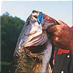 Crankbait bassfishing