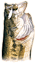 Largemouth bass