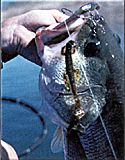 Finesse Baits