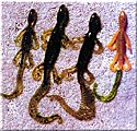 Lizards