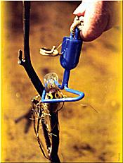 Fishing lures