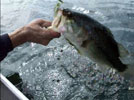 Bass Fishing