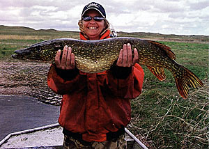 In the race to spawning's version of Git-R-Done, the northern pike comes in an undisputed first. During late winters, they will even spawn under ice. In the race to spawning's version of Git-R-Done, the northern pike comes in an undisputed first. During late winters, they will even spawn under ice.
