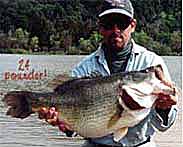 Giant Bass