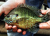 Bluegill (above) and pumkinseed (below) sunfish are two species who are colonial nesters. Southern areas can see five or more spawns a year where one is most common for the north. Bluegill (above) and pumkinseed (below) sunfish are two species who are colonial nesters. Southern areas can see five or more spawns a year where one is most common for the north.