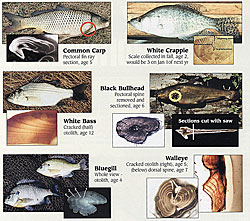 Fish Scales