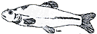 fathead minnow