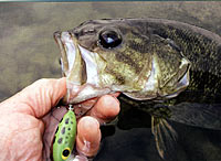 Smallmouth Bass