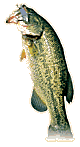 Smallmouth bass
