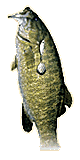 Smallmouth bass