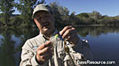 Spinnerbait Fishing