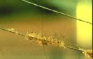 Water fleas
