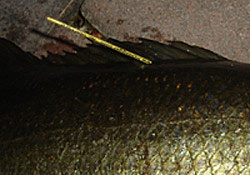 Fishing tagging