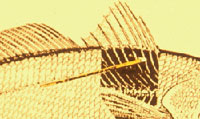 Fishing tagging
