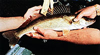 Next in line would be the walleye. They are 'precocial' fry, meaning they hatch with formed mouths, fins in place and ready to swim. Next in line would be the walleye. They are 'precocial' fry, meaning they hatch with formed mouths, fins in place and ready to swim.