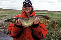 A nice example of a northern pike. A nice example of a northern pike.