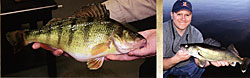 Above, left: Yellow perch. Above, right: Walleye. Above, left: Yellow perch. Above, right: Walleye.