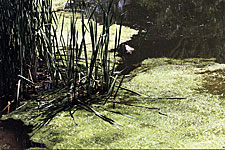 Water Quality