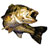 New Bass Man's Photo