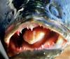 Snakehead.jpg