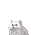 :cat-blancatideo: